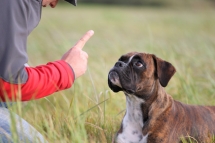 Comportementaliste pour animaux Comportementaliste pour animaux